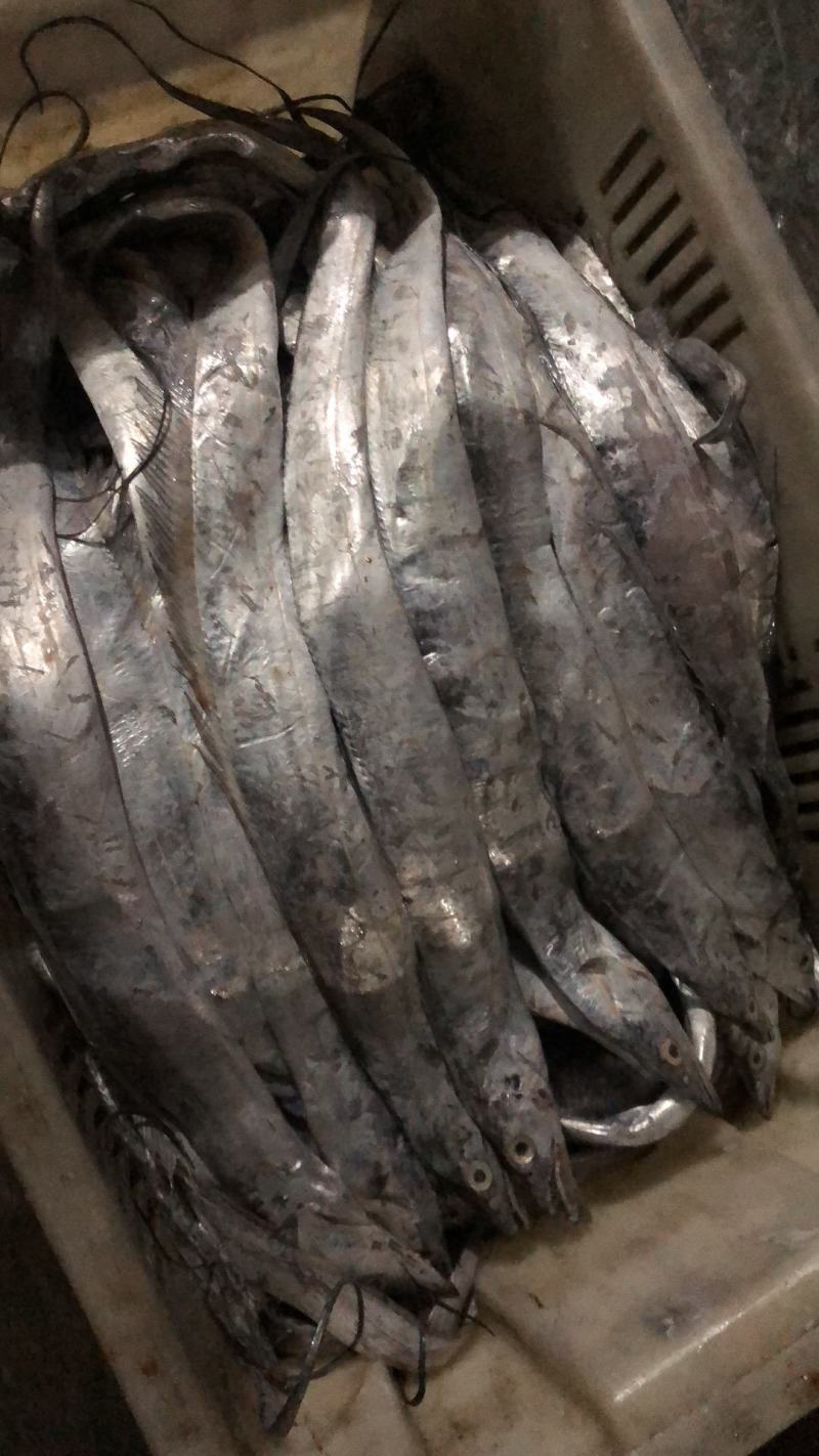 鱿鱼嘴串须串安康肘先生鱼肘红头肘鲅鱼刀鱼各种