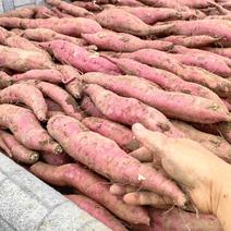 300万斤板栗红薯成熟了