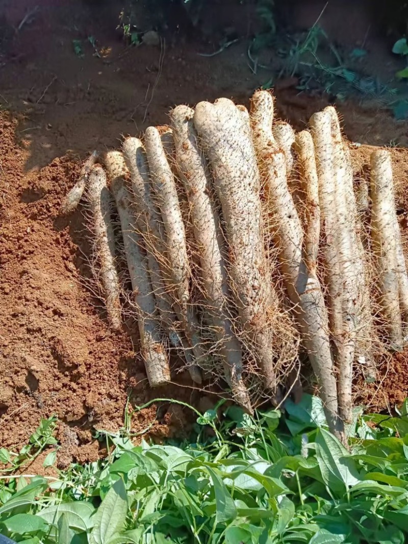 广西山药，淮山药大量上市中货源充足价格优惠产地全国发货