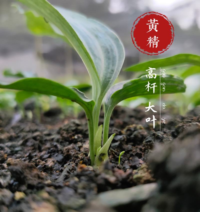黄精种子高杆大叶不倒苗川黄精