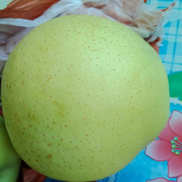 自种自销黄冠梨甘甜爽口皮细果圆皇冠梨纸袋装