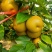 黄花梨产地发货一手货源量大从优对接商超市场