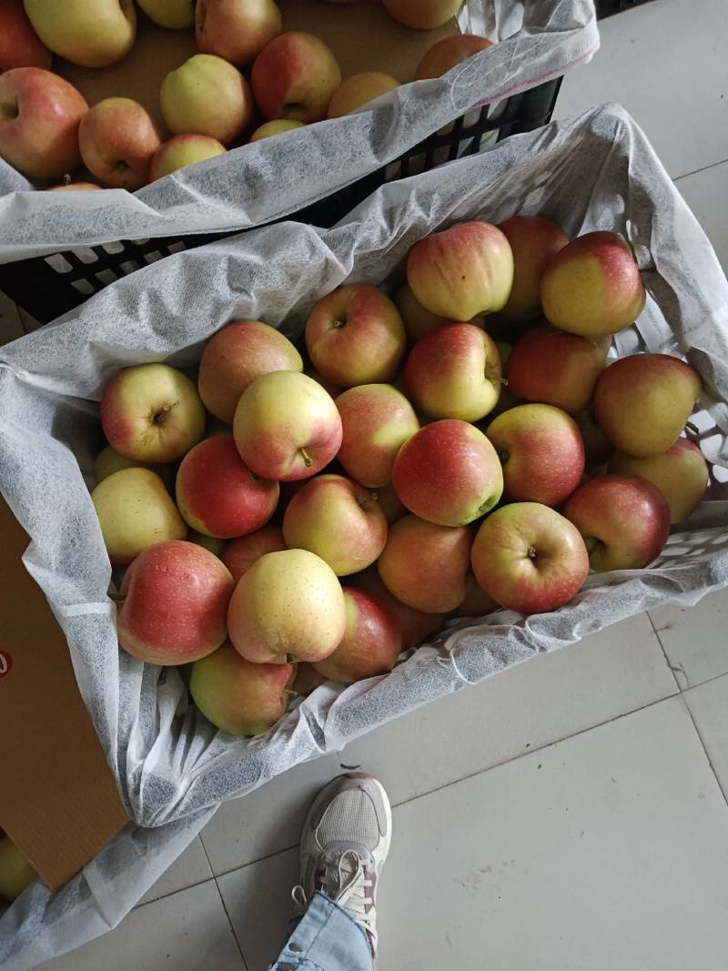 【优选】美八苹果，嘎啦苹果香甜可口，皮薄肉厚