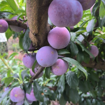 大量出货脆红李，欢迎各大市场大佬对接