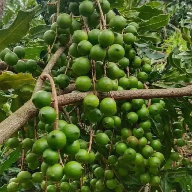 云南人工除草，生态种植夏威夷果。原味