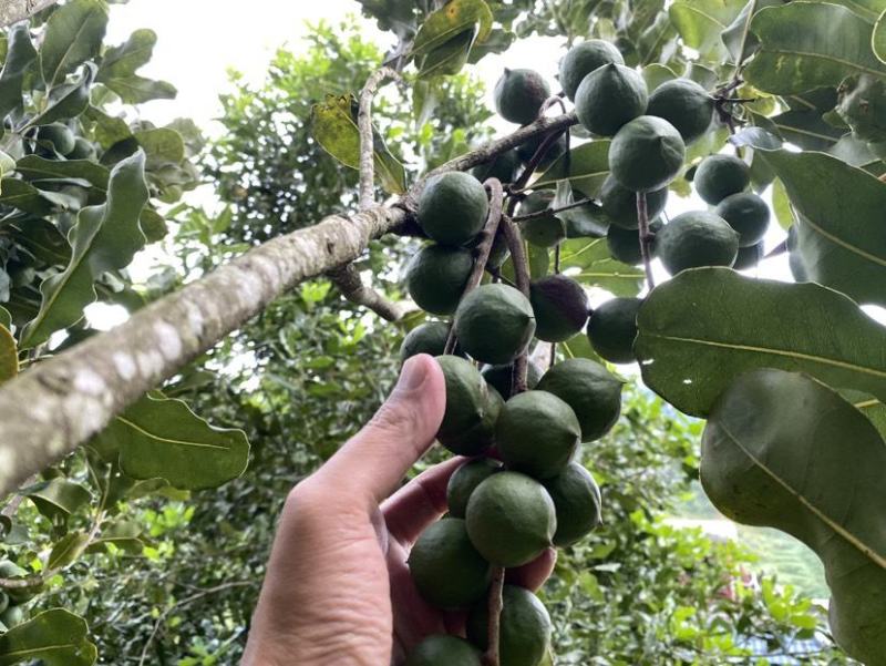 云南人工除草，生态种植夏威夷果。原味