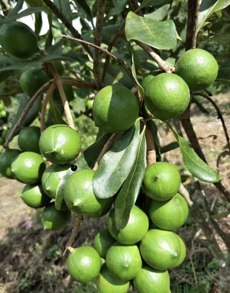 云南人工除草，生态种植夏威夷果。原味