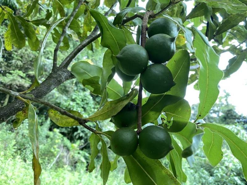 云南人工除草，生态种植夏威夷果。原味