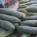 露天地冬瓜安徽精品黑皮冬瓜大量上市量大从优欢迎选购