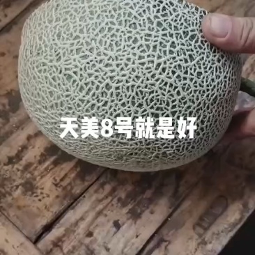 网纹瓜，3-8月份牛三，大量有货了视频看货，诚信为本