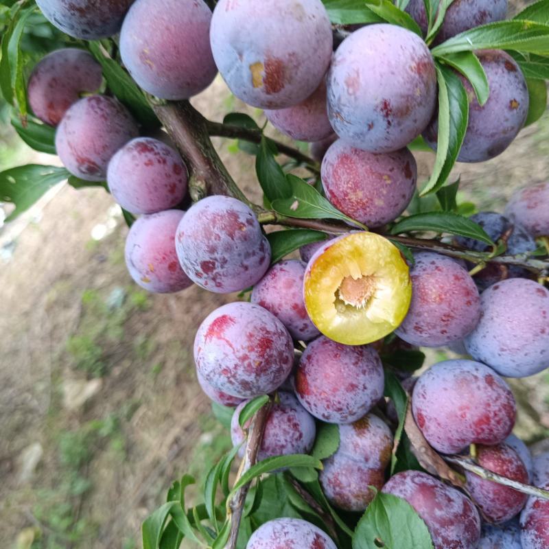 重庆奉节脆红李开园了，糖度高，个头大，货源充足，万亩李园