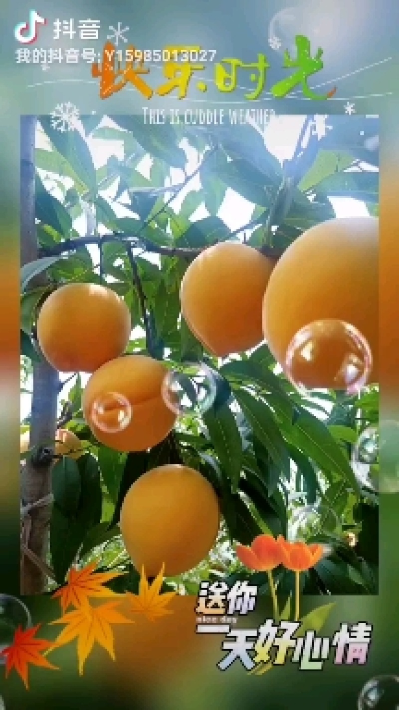 贵州杨师艳皇后黄桃种植基地、量大从优可对接全国