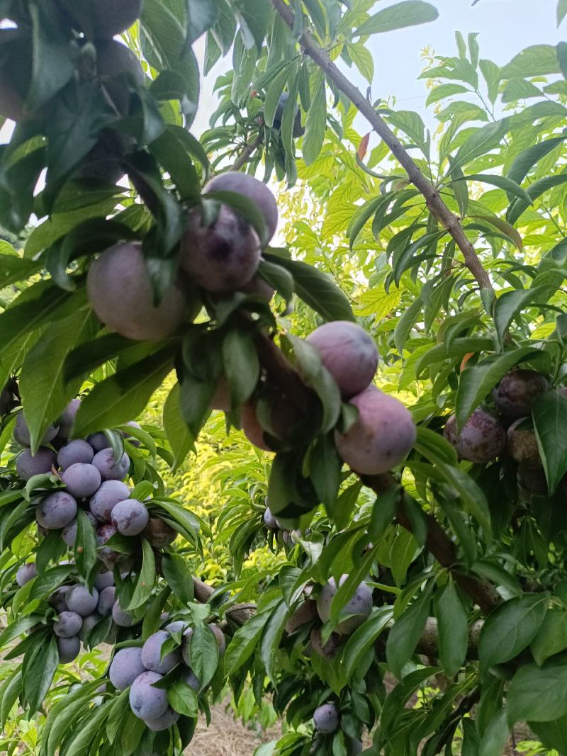 重庆奉节脆红李开园了，糖度高，个头大，货源充足，万亩李园