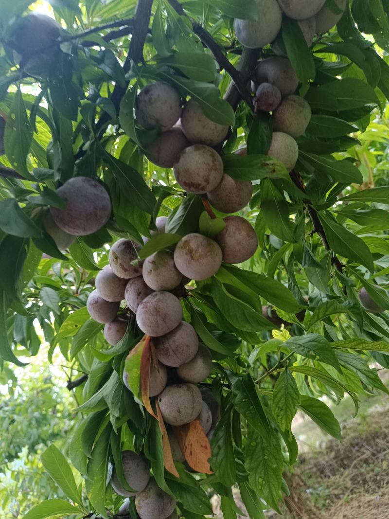 重庆奉节脆红李开园了，糖度高，个头大，货源充足，万亩李园