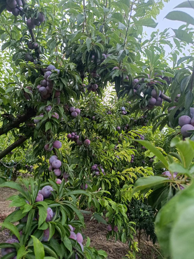 重庆奉节脆红李开园了，糖度高，个头大，货源充足，万亩李园