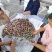 重庆奉节脆红李开园了，糖度高，个头大，货源充足，万亩李园