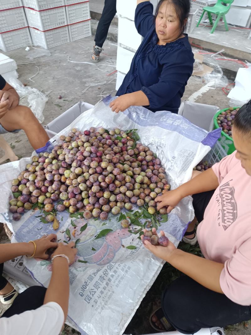 重庆奉节脆红李开园了，糖度高，个头大，货源充足，万亩李园