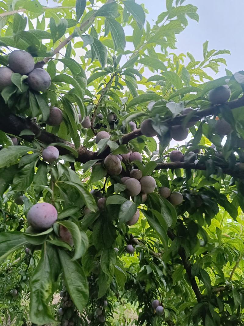 重庆奉节脆红李开园了，糖度高，个头大，货源充足，万亩李园