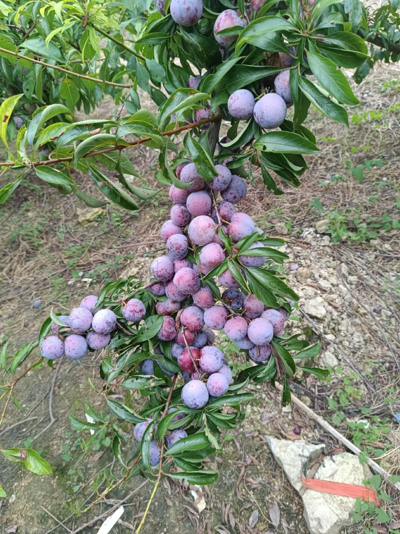 重庆奉节脆红李开园了，糖度高，个头大，货源充足，万亩李园