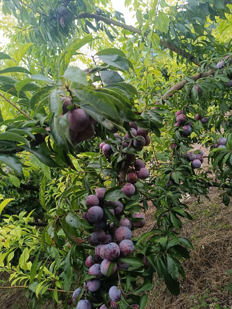 重庆奉节脆红李开园了，糖度高，个头大，货源充足，万亩李园
