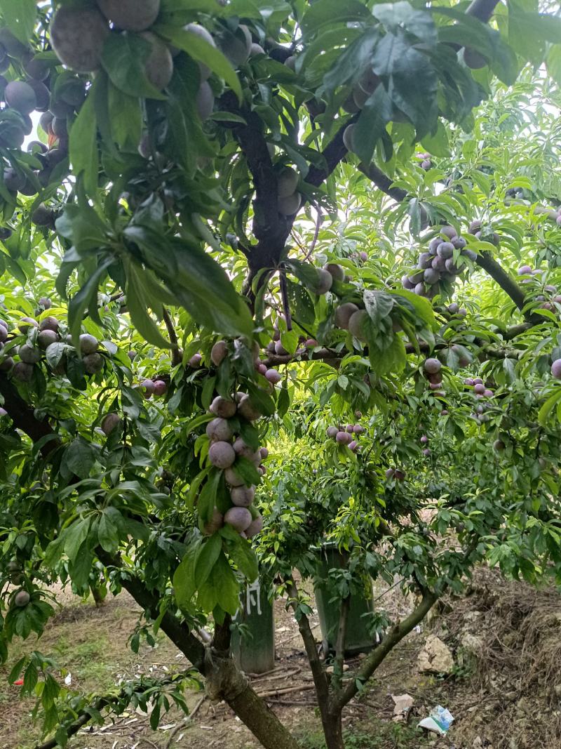 重庆奉节脆红李开园了，糖度高，个头大，货源充足，万亩李园