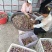 重庆奉节脆红李开园了，糖度高，个头大，货源充足，万亩李园