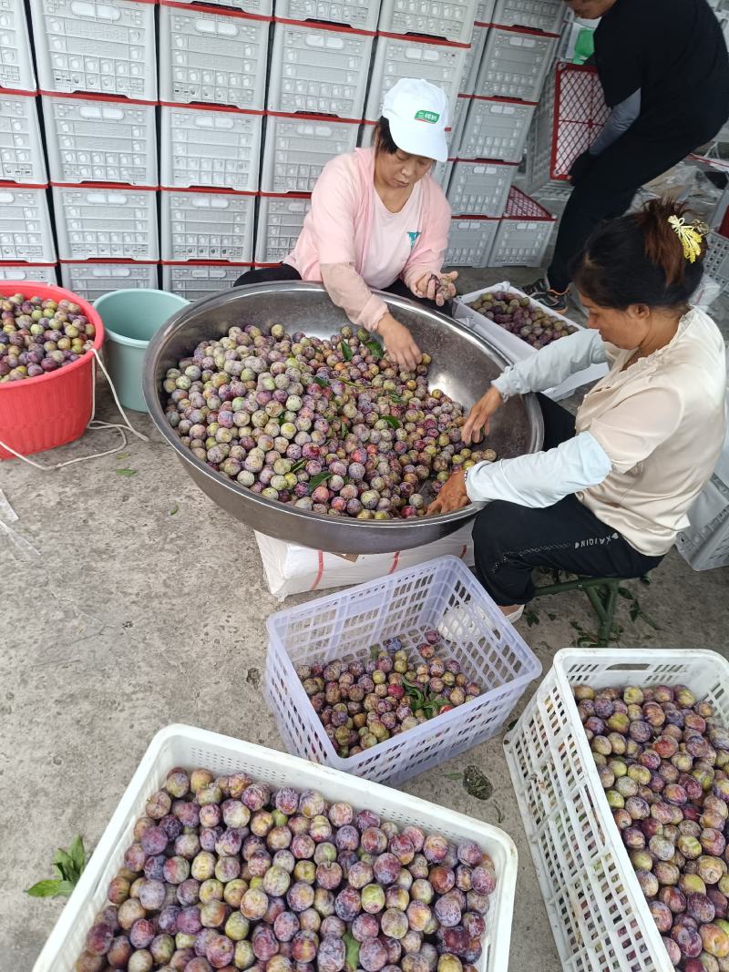 重庆奉节脆红李开园了，糖度高，个头大，货源充足，万亩李园