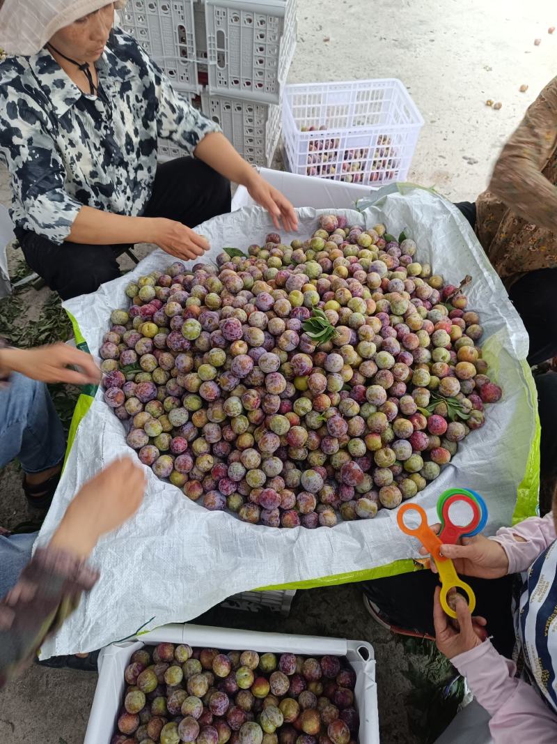 重庆奉节脆红李开园了，糖度高，个头大，货源充足，万亩李园