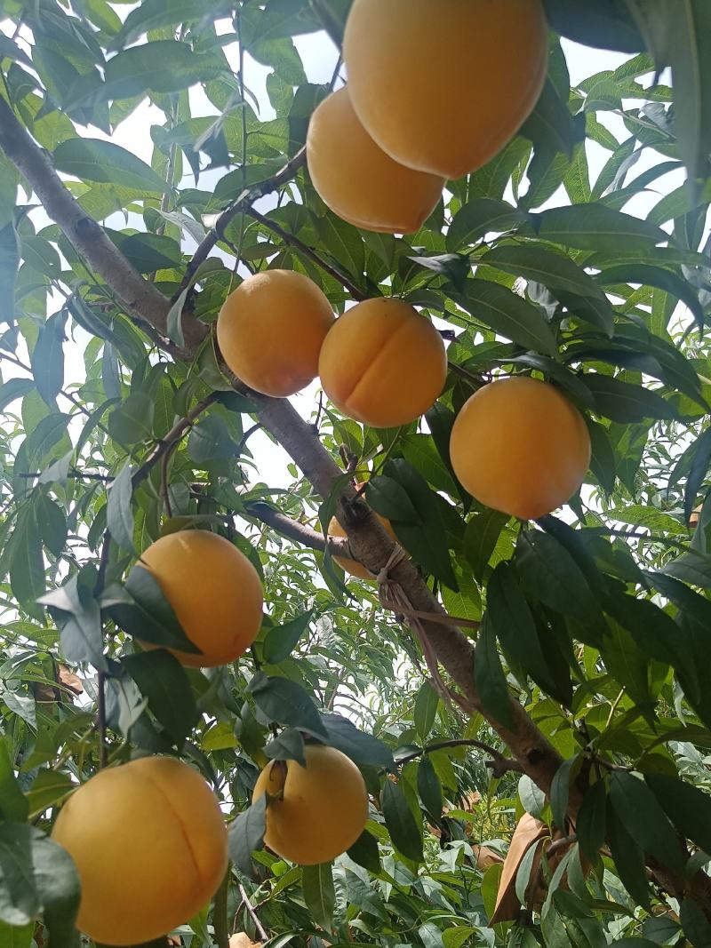 贵州杨师艳皇后黄桃种植基地、量大从优可对接全国