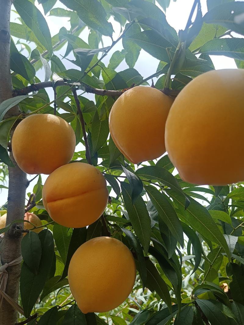 贵州杨师艳皇后黄桃种植基地、量大从优可对接全国