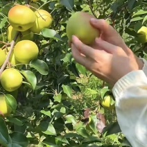 山西临猗红香酥梨大量对接电商，商超，批发市场