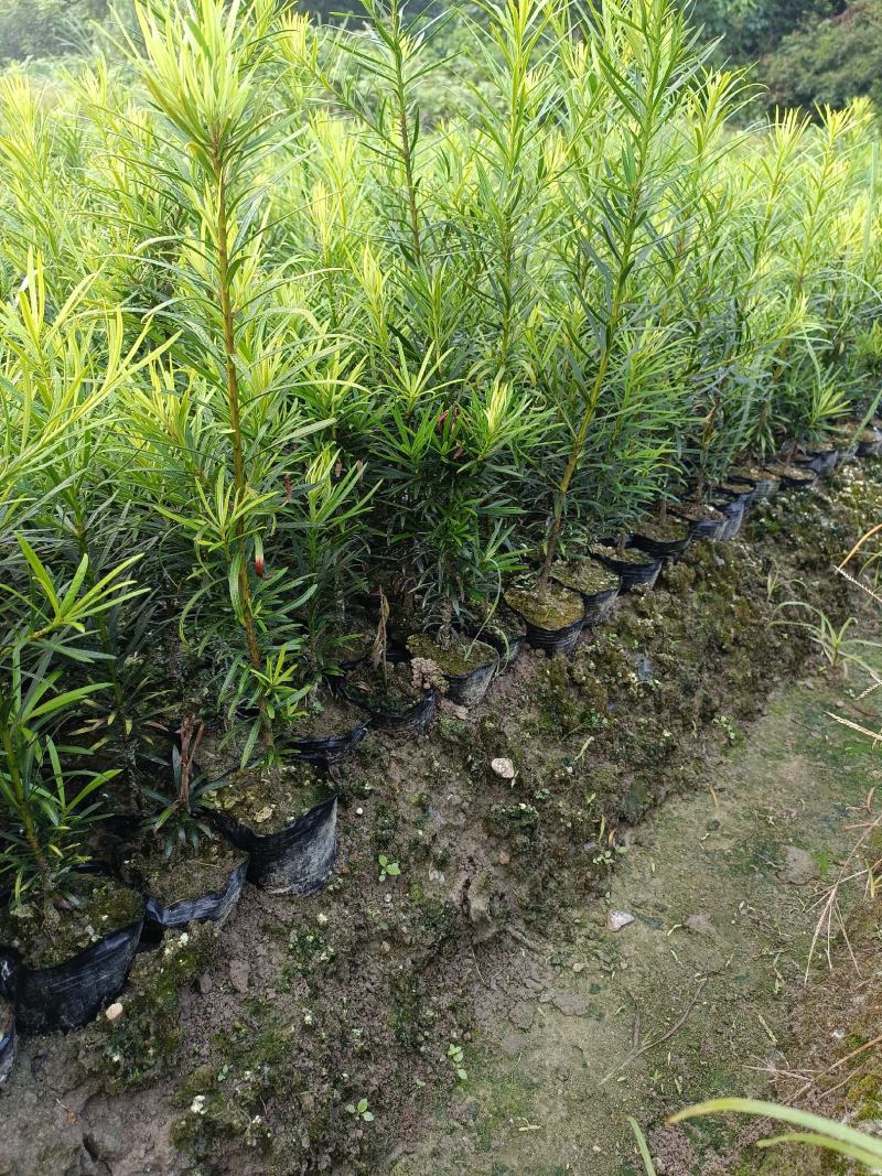 罗汉松杯苗，产地批发，高度在30-40-50-80公分。