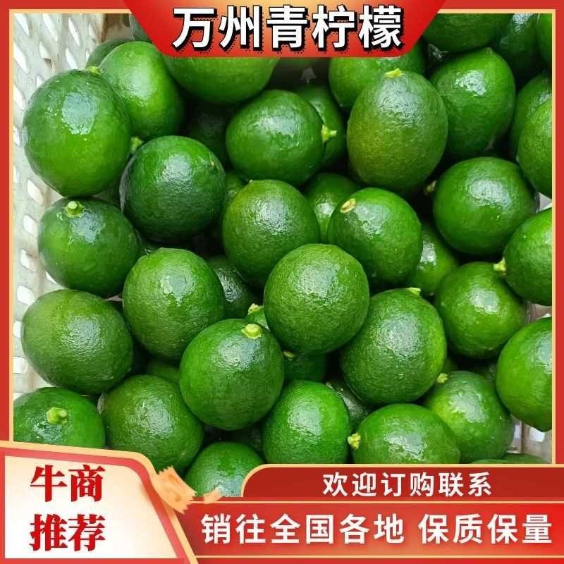 精品万州青柠檬现摘现发货源充足量大从优质量保证欢迎咨询