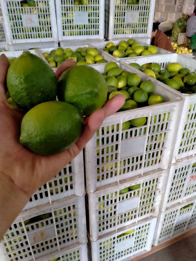 精品万州青柠檬现摘现发货源充足量大从优质量保证欢迎咨询