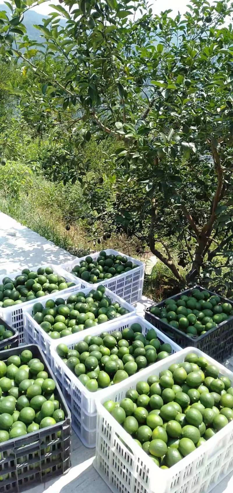精品万州青柠檬现摘现发货源充足量大从优质量保证欢迎咨询