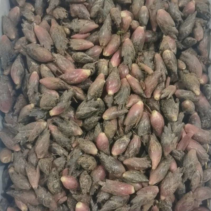 襄荷