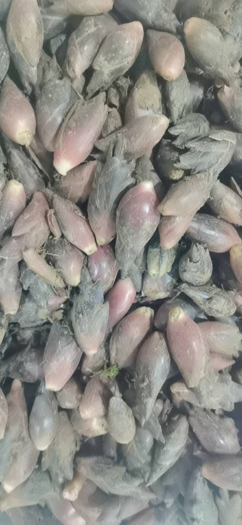 襄荷