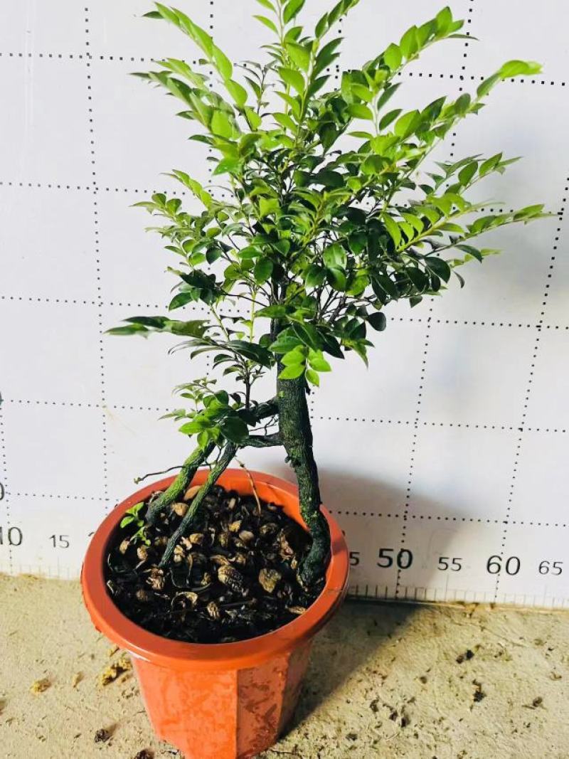 紫檀造型紫檀盆栽高端大气上档次居家室内盆栽常备绿植盆栽