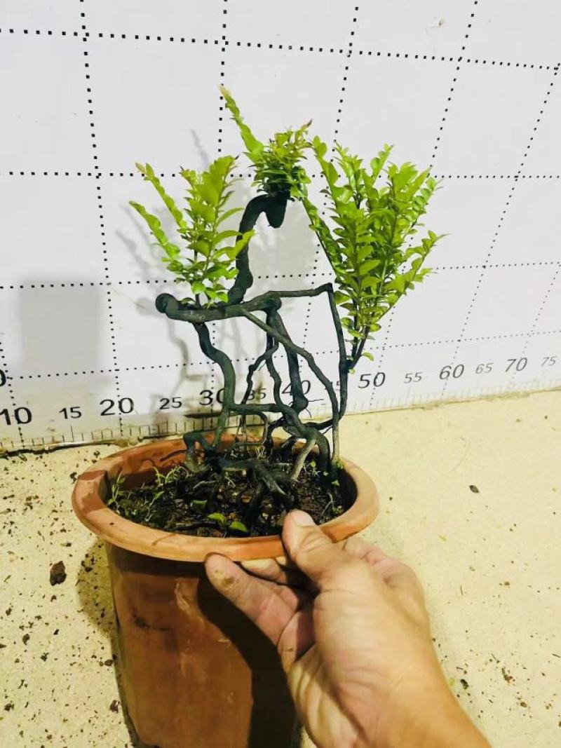 紫檀造型紫檀盆栽高端大气上档次居家室内盆栽常备绿植盆栽