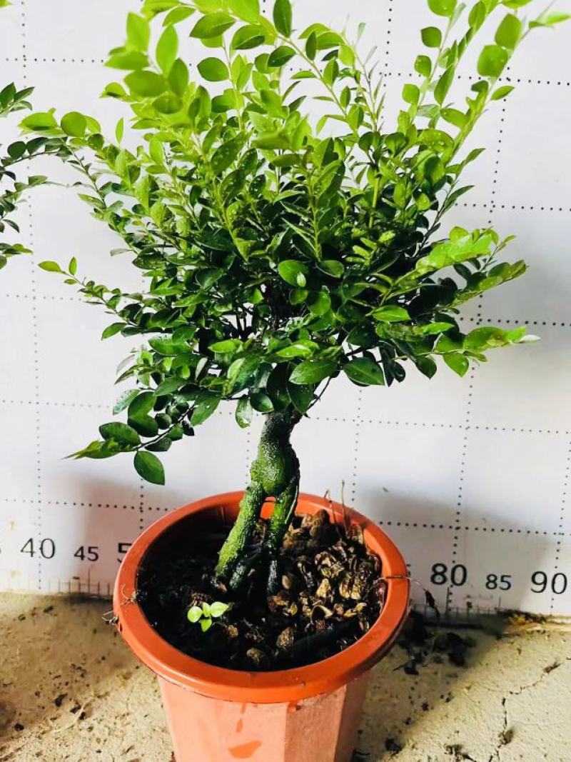 紫檀造型紫檀盆栽高端大气上档次居家室内盆栽常备绿植盆栽