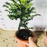紫檀造型紫檀盆栽高端大气上档次居家室内盆栽常备绿植盆栽