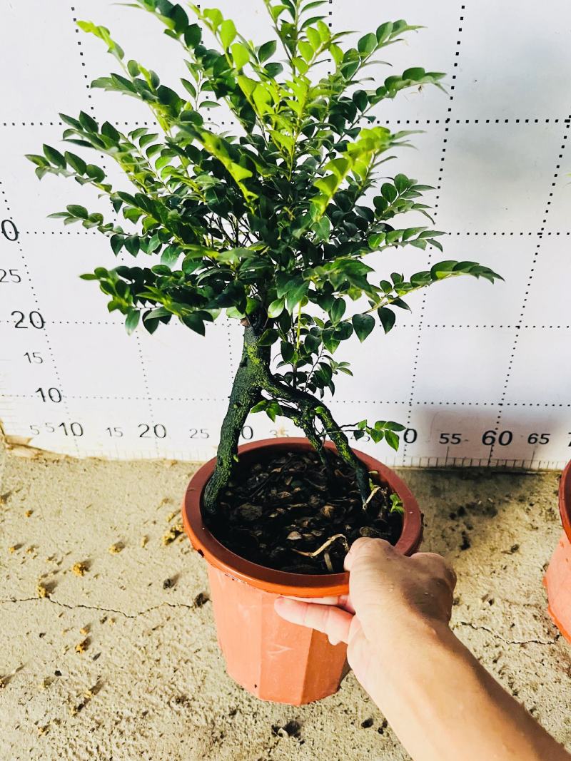 紫檀造型紫檀盆栽高端大气上档次居家室内盆栽常备绿植盆栽