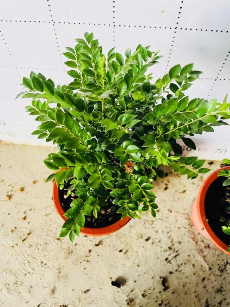 紫檀造型紫檀盆栽高端大气上档次居家室内盆栽常备绿植盆栽