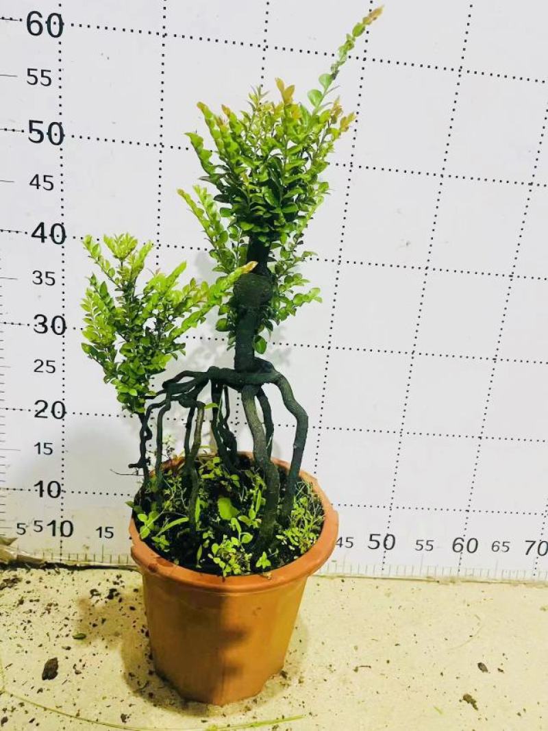 紫檀造型紫檀盆栽高端大气上档次居家室内盆栽常备绿植盆栽