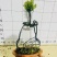 紫檀造型紫檀盆栽高端大气上档次居家室内盆栽常备绿植盆栽