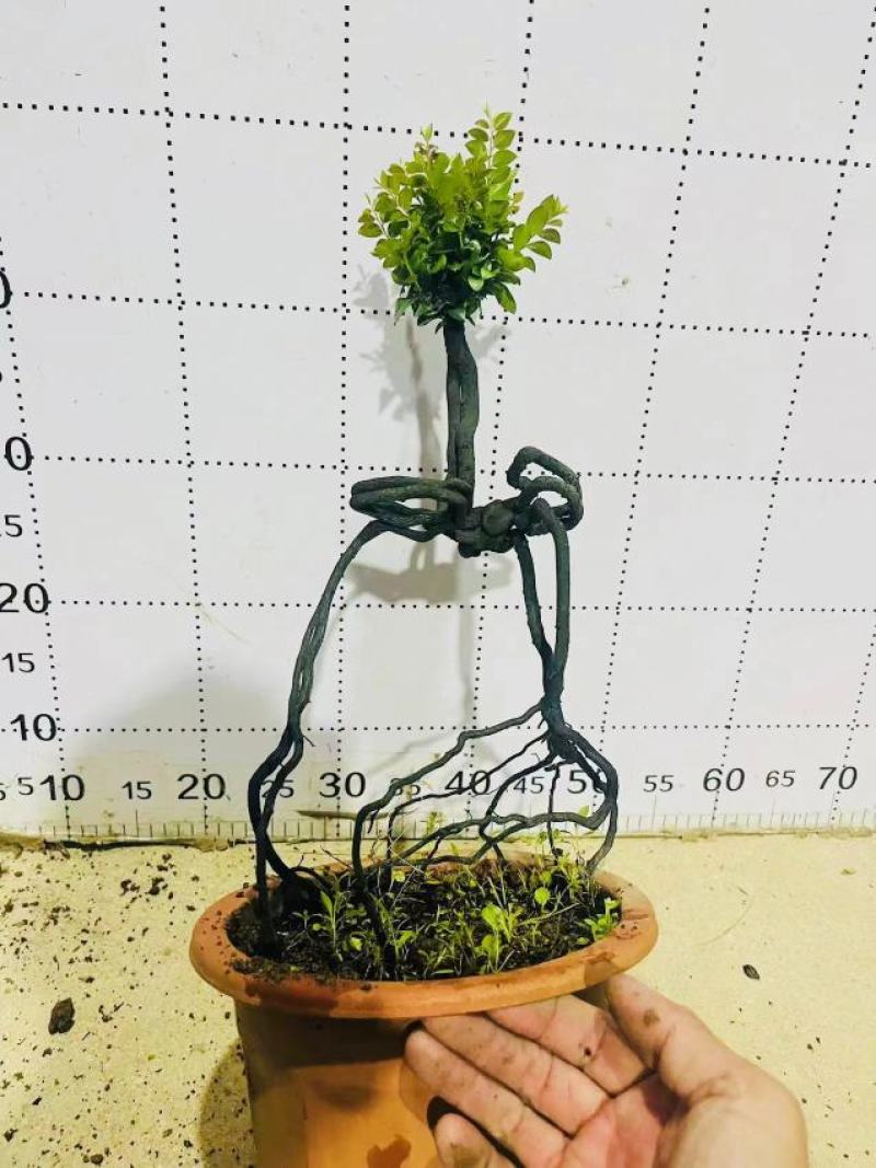 紫檀造型紫檀盆栽高端大气上档次居家室内盆栽常备绿植盆栽