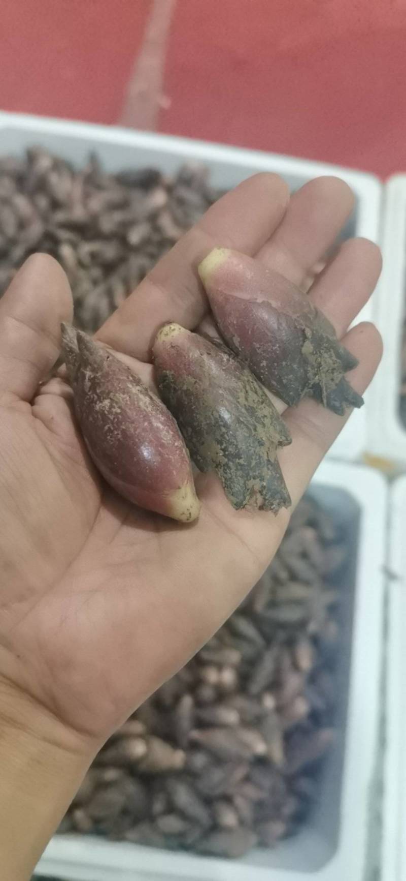 襄荷