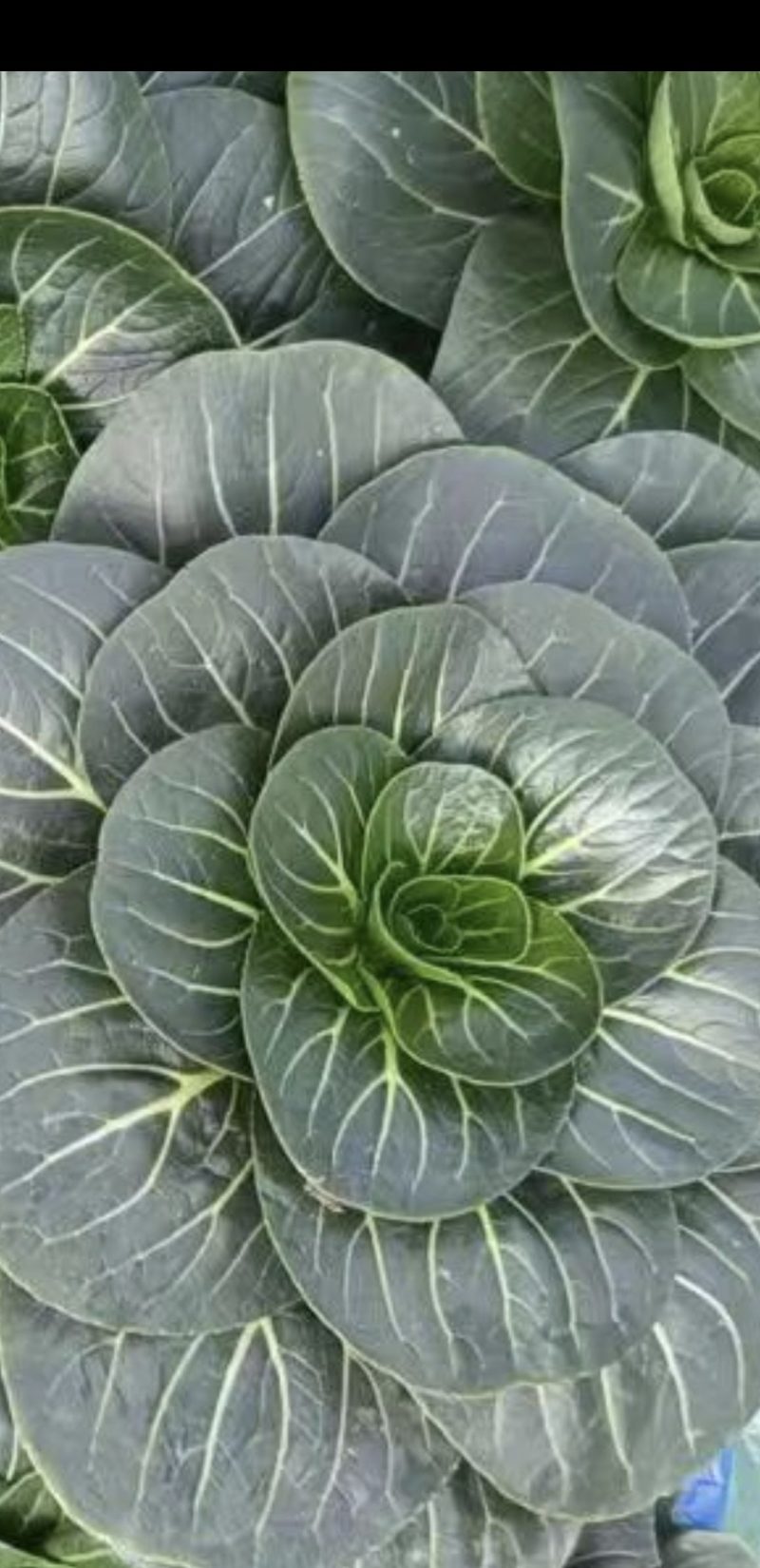 特矮苏青菜，叶片肥厚，油亮，特矮，适合浙江那边市场。