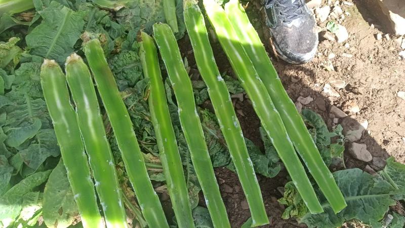 甘孜州阿坝州高原三青莴笋把子.毛叶.杆子。高品质接批发商