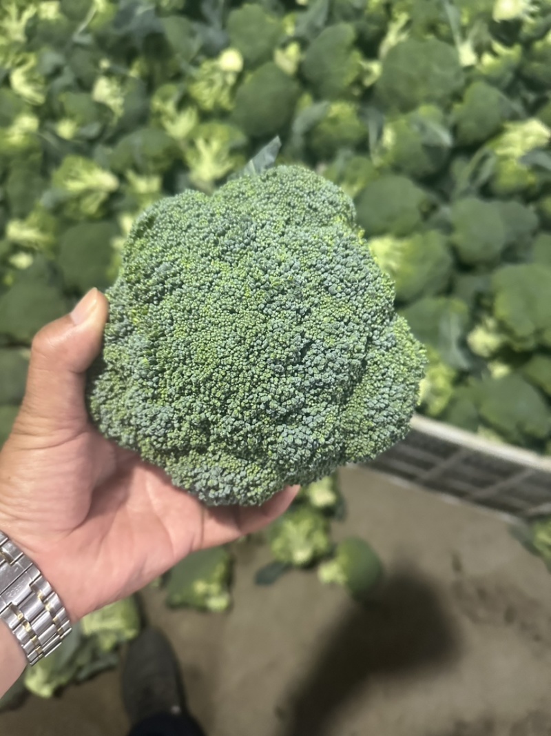 基地精品西兰花，个头均匀，产地直发，市场，电商诚信经营。